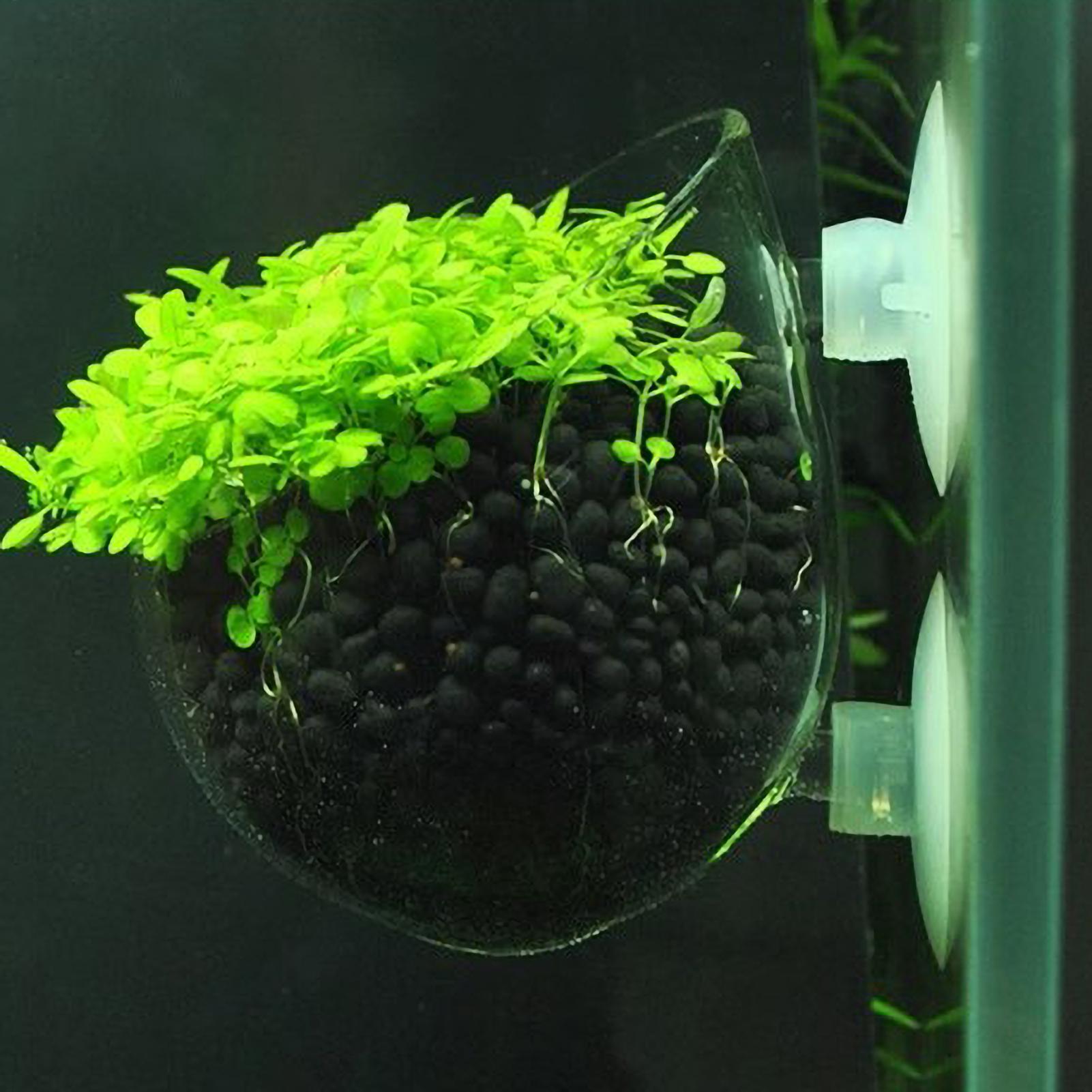 Aquarium Plant Live - Szklany uchwyt na rośliny akwariowe z