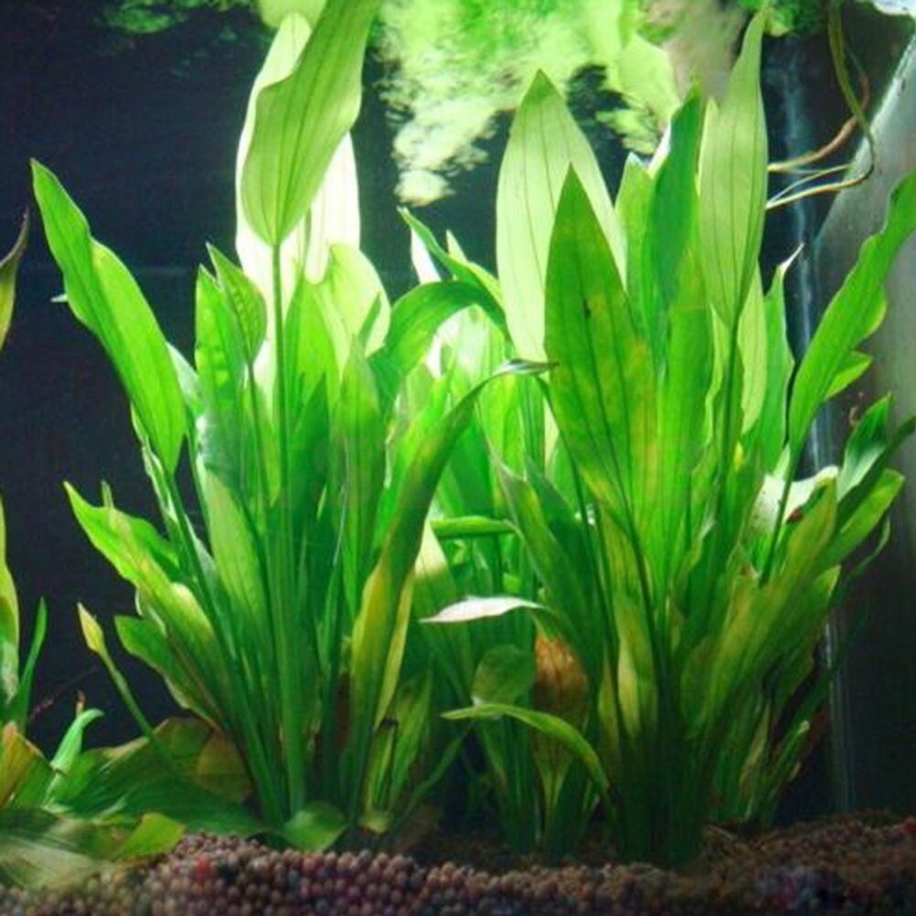Aquarium Plant Live - 15cm sztuczne akwarium rośliny dekoracyjne ozdobne