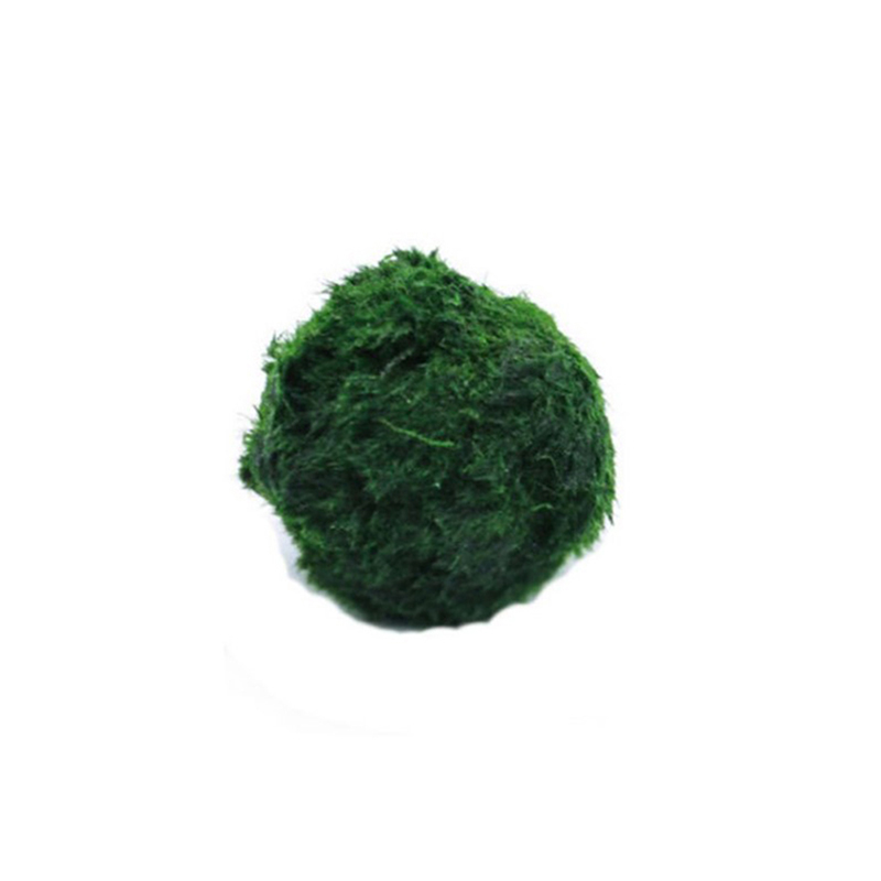 Aquarium Plant Live - Kulki Marimo, żywąca roślinność akwariowa, glony,