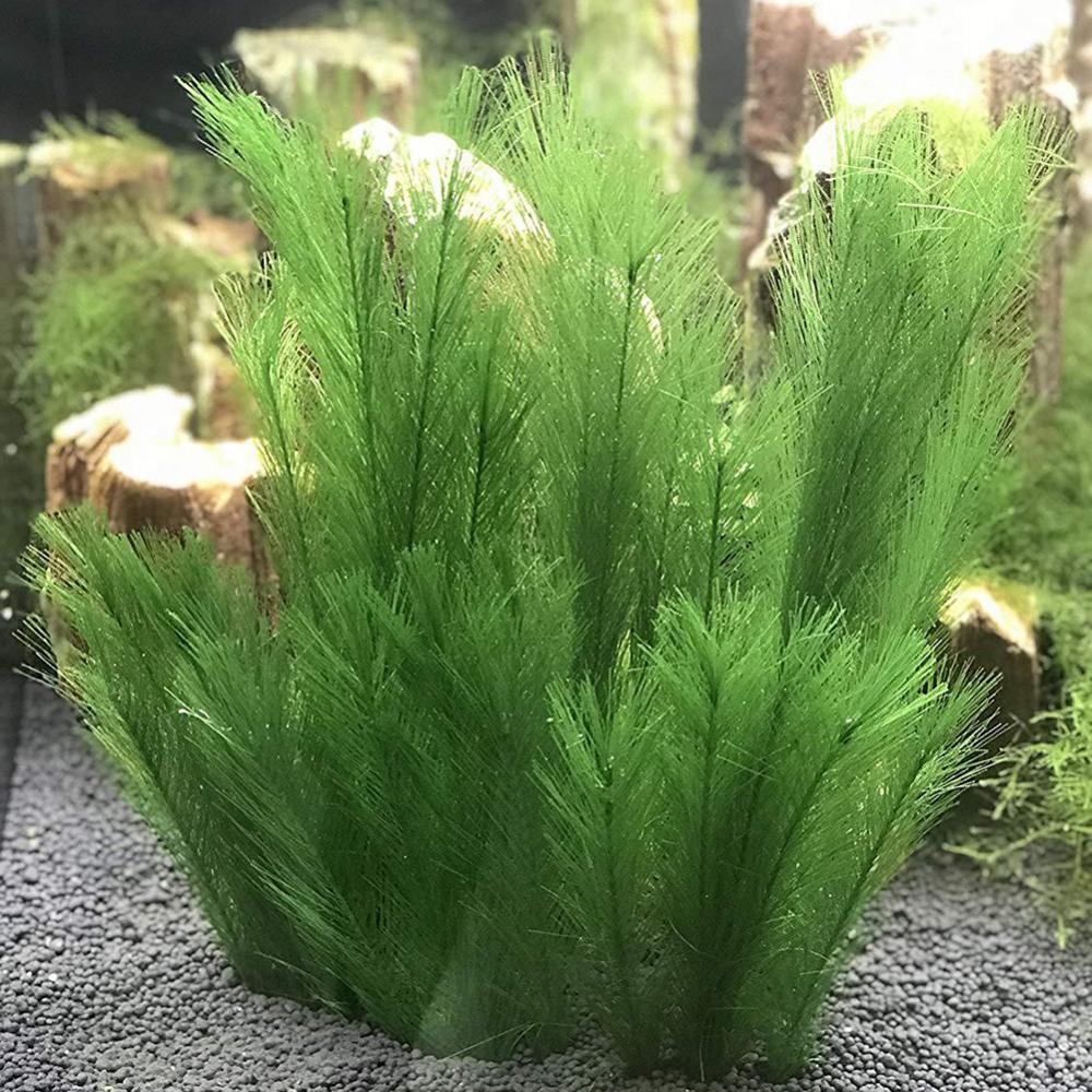1/3 sztuk 28/40cm akwarium akw – Aquarium Plant Live recenzja i cena