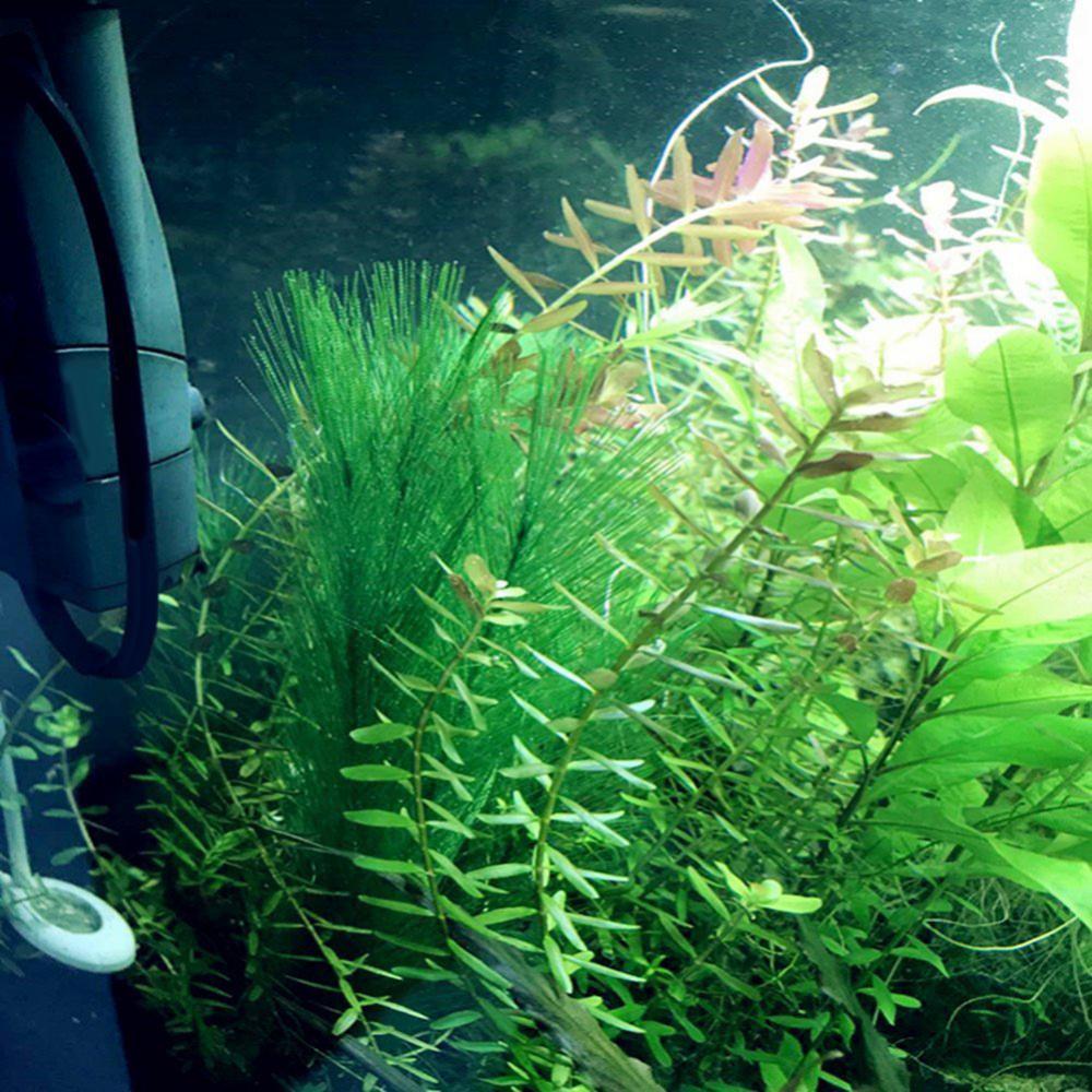 1/3 sztuk 28/40cm akwarium akw – Aquarium Plant Live recenzja i cena