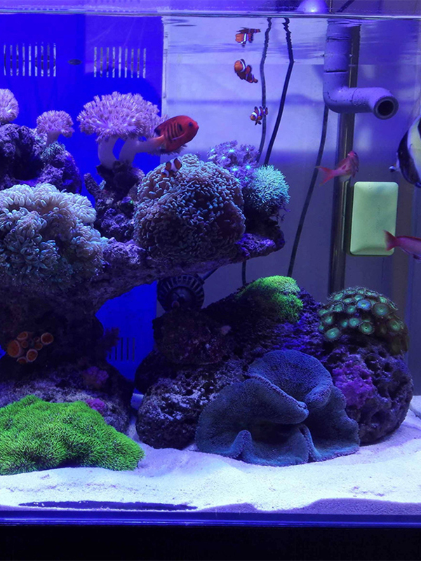 Biały piasek do akwarium, deko – Aquarium Sand White recenzja i cena
