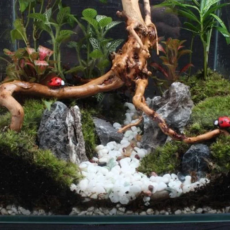 Naturalne drzewo pnia Driftwoo – Aquarium Plant Live recenzja i cena