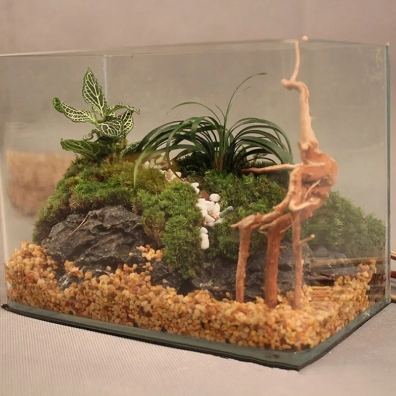 Naturalne drzewo pnia Driftwoo – Aquarium Plant Live recenzja i cena