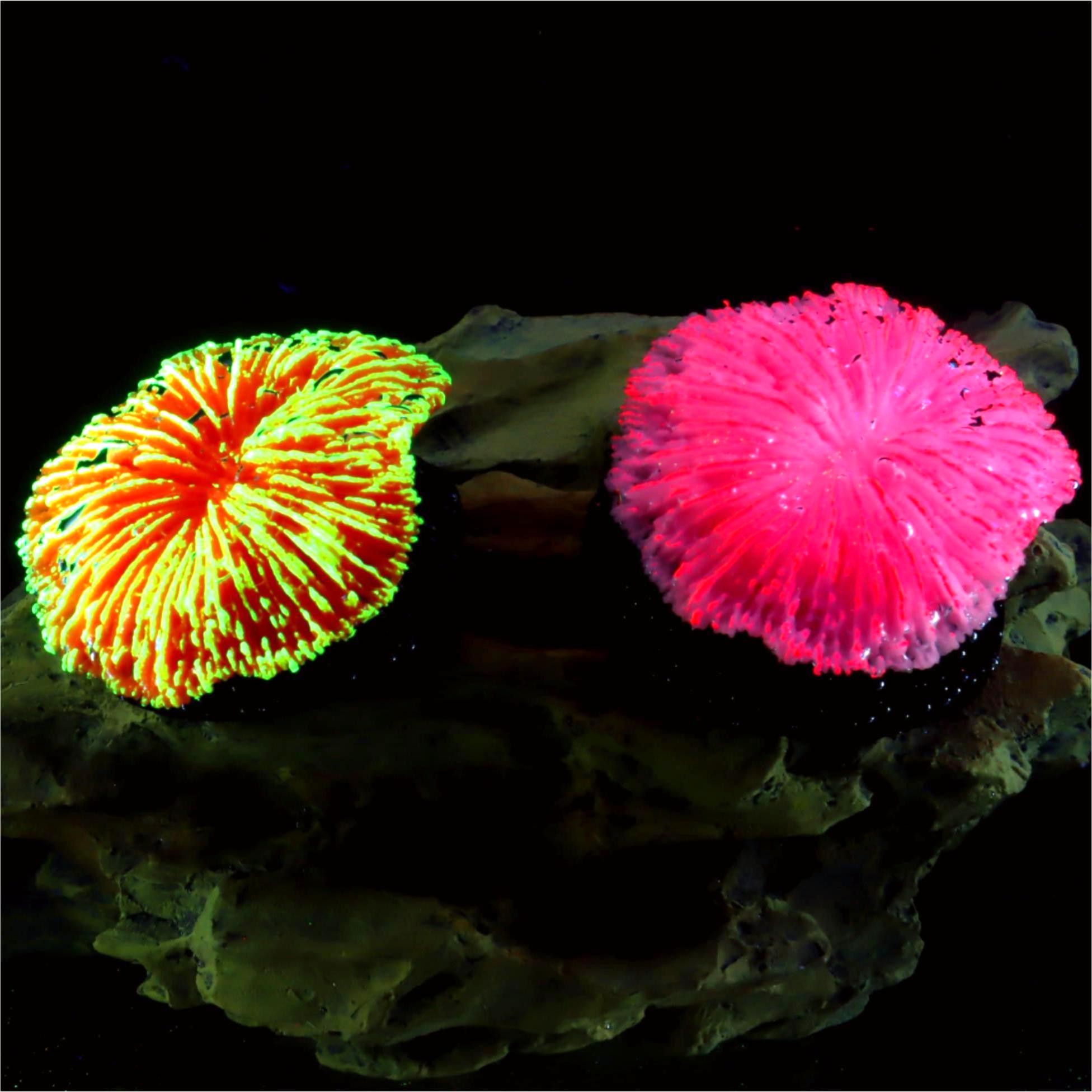 1 piece aquarium decoration sa – Aquarium Planet recenzja i cena