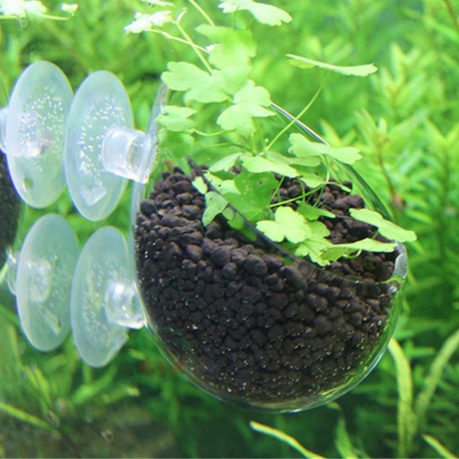 Szklany uchwyt na rośliny akwa – Aquarium Plant Live recenzja i cena