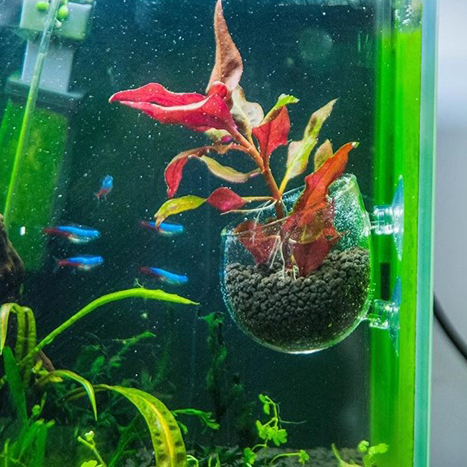 Szklany uchwyt na rośliny akwa – Aquarium Plant Live recenzja i cena