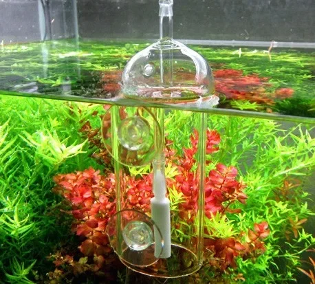 VIV Do urządzenie Cylinder akw – Aquarium Plant Live recenzja i cena