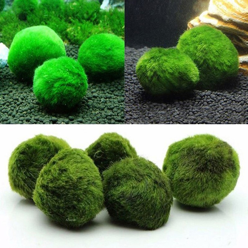Kulki Marimo, żywąca roślinnoś – Aquarium Plant Live recenzja i cena