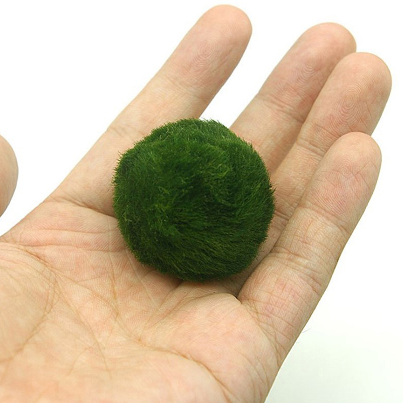 Kulki Marimo, żywąca roślinnoś – Aquarium Plant Live recenzja i cena