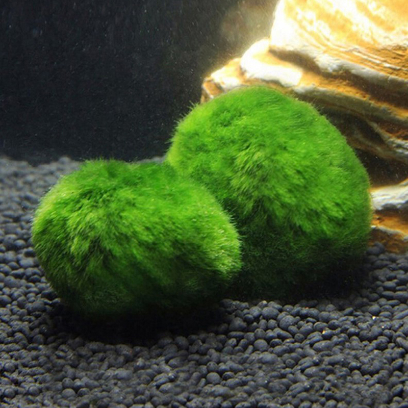 Kulki Marimo, żywąca roślinnoś – Aquarium Plant Live recenzja i cena