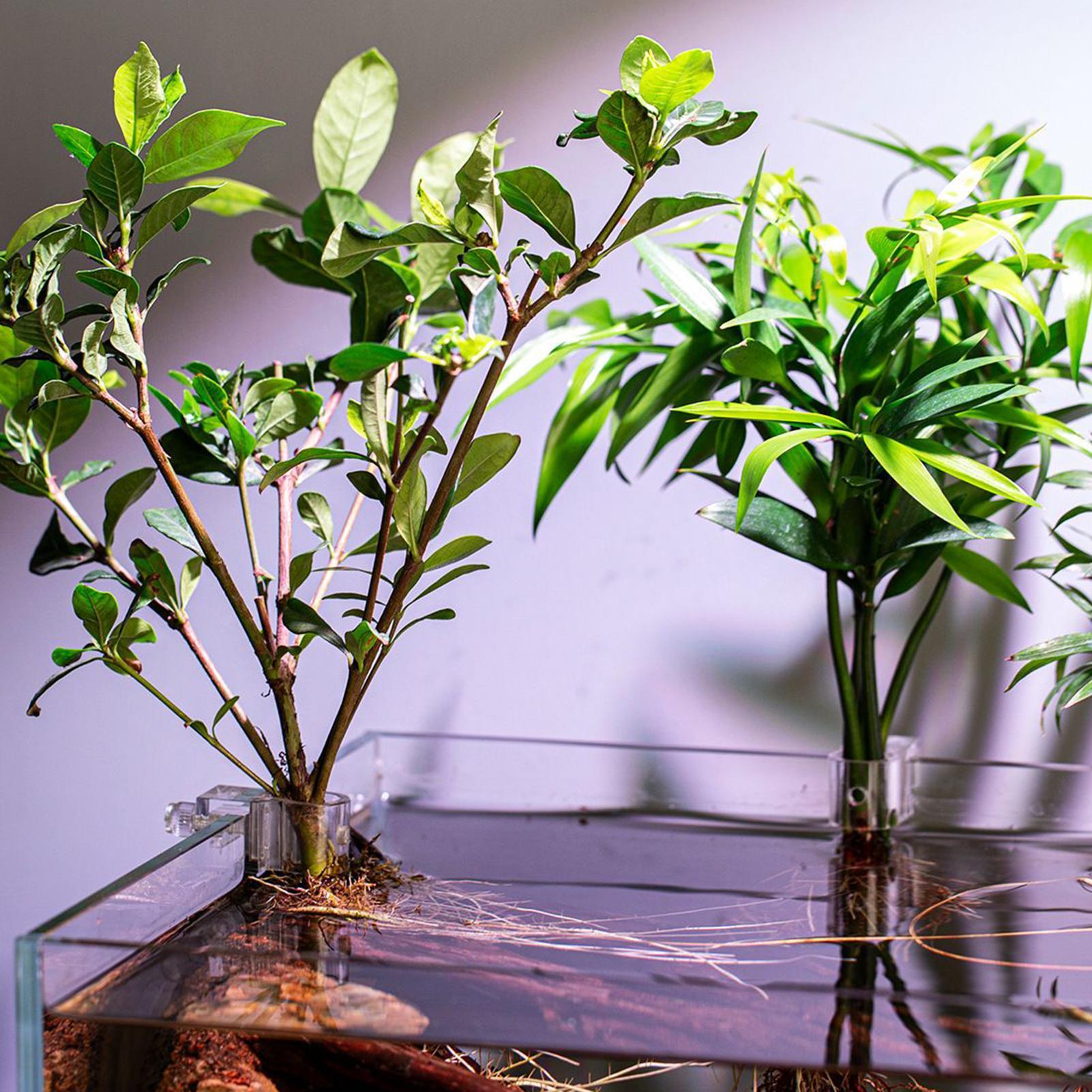 6 szt. Przezroczyste uchwyty d – Aquarium Plant Live recenzja i cena