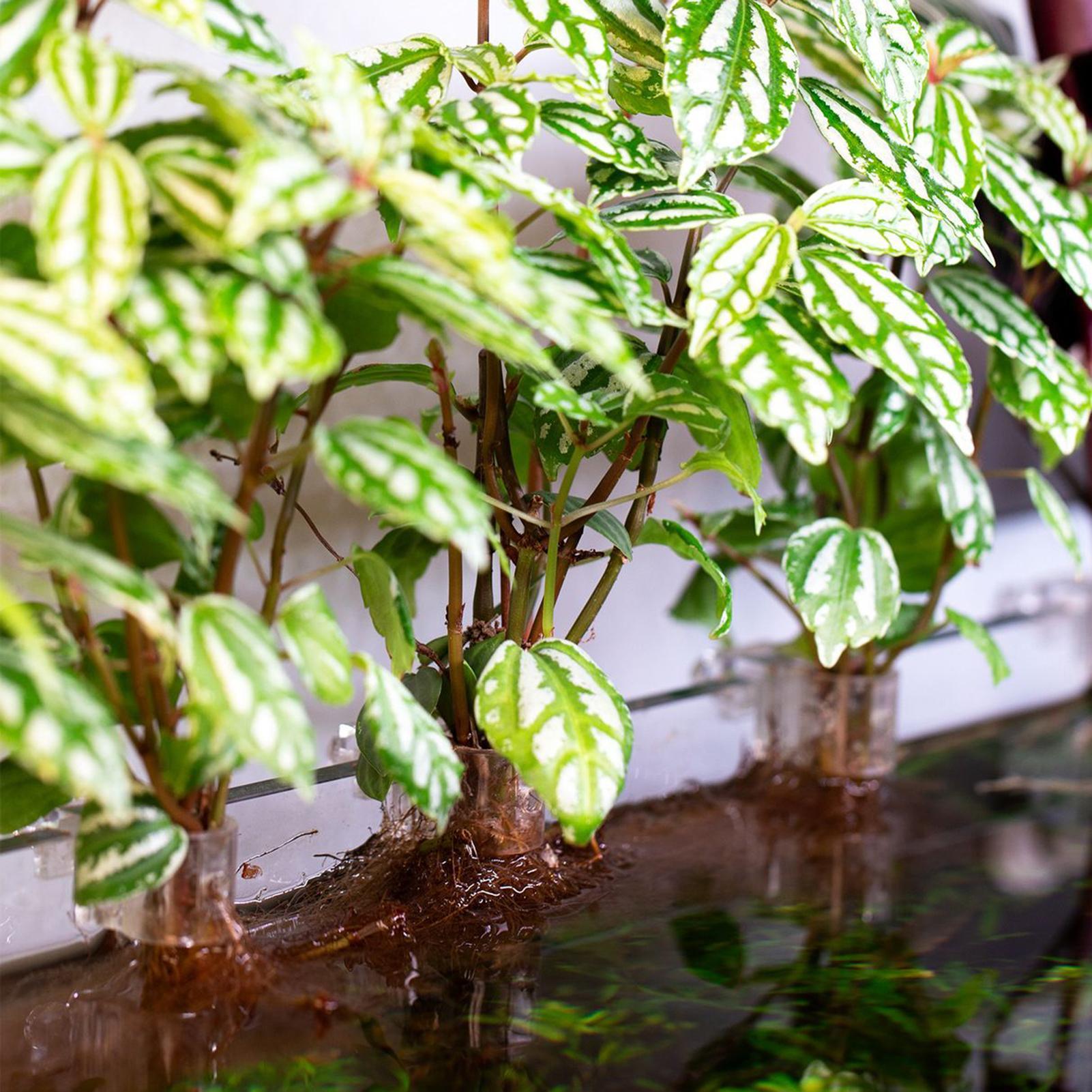 6 szt. Przezroczyste uchwyty d – Aquarium Plant Live recenzja i cena